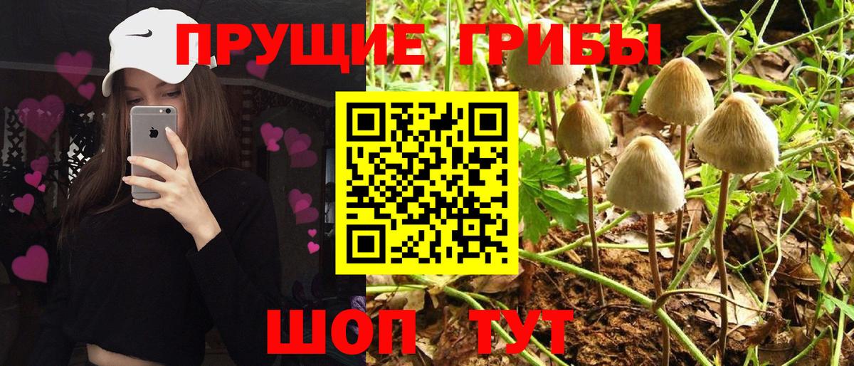 Псилоцибиновые грибы GOLDEN TEACHER  Железноводск 